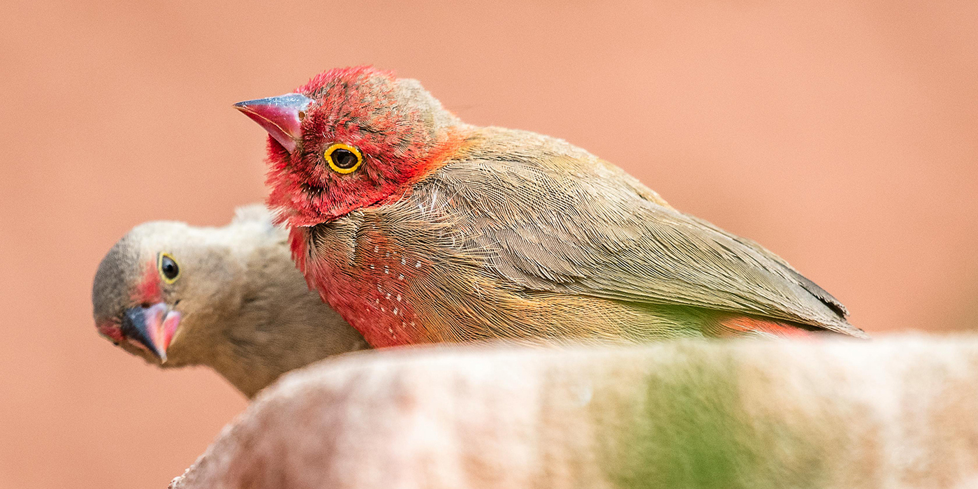 Birdwatching/photography safari in the Saloum Delta