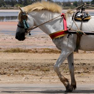 Balade a cheval Dakar