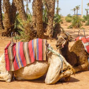 Balade en dromadaire au Lac Rose