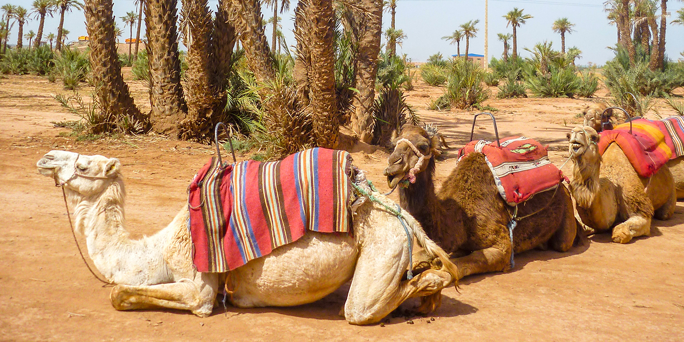 excursion en dromadaires 3