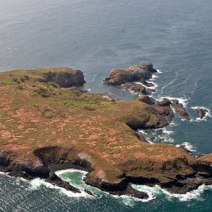 Safari ornitho photographique Ile de la madelaine