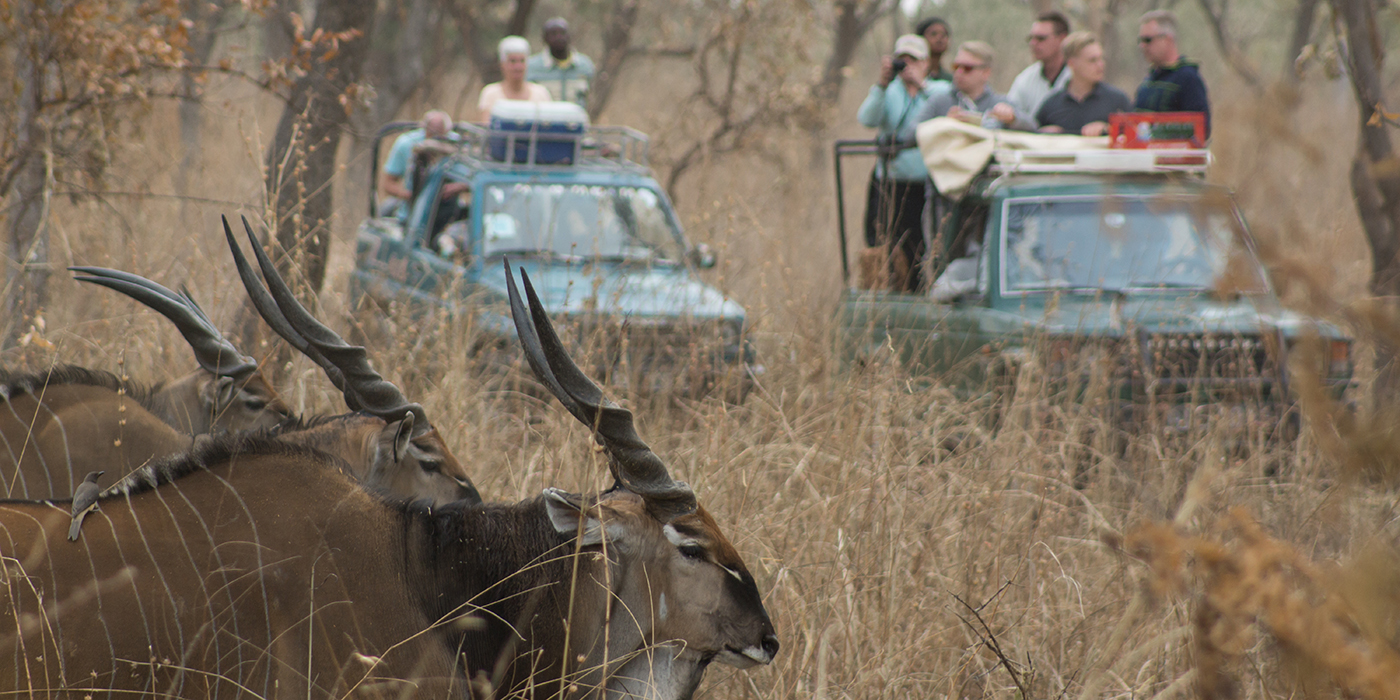 A Western Giant Lord Derby Eland in Senegal