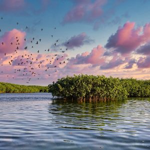 Safari ornitho/photographique lagune de la Somone