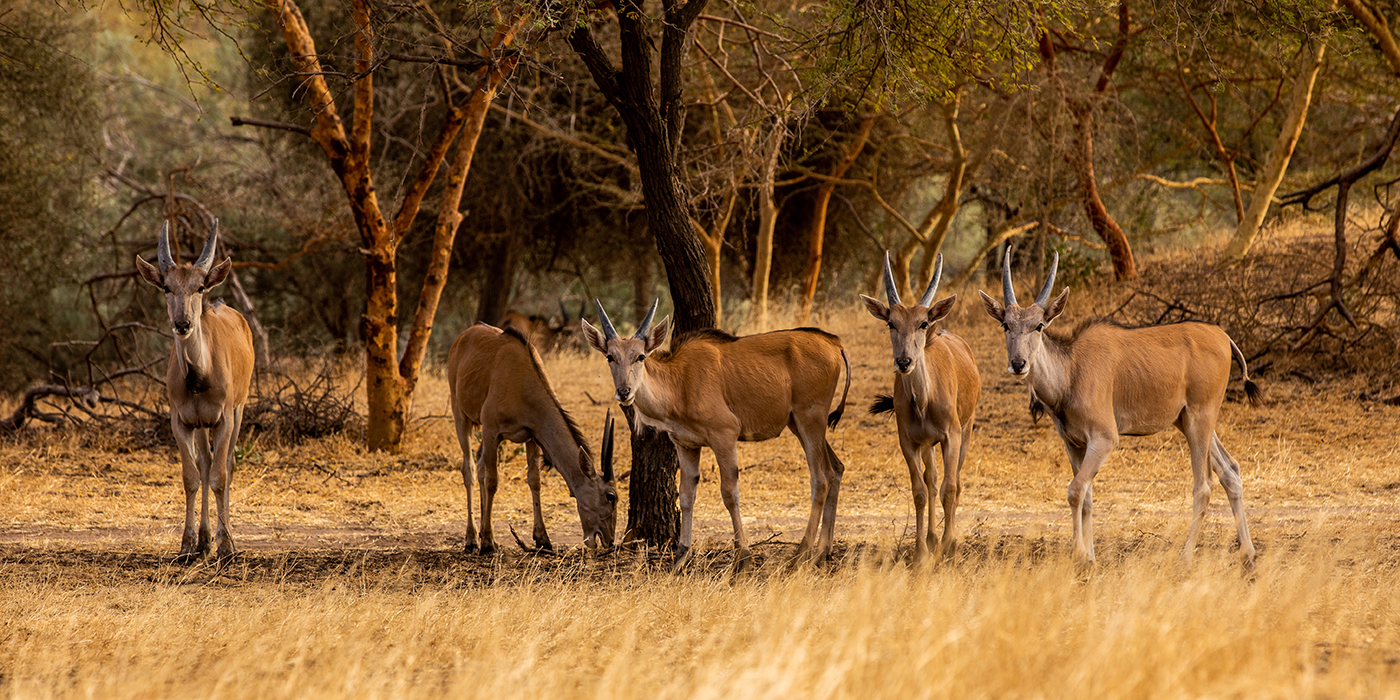 Antelope in Bandia Reserve, Senegal