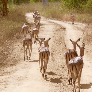 Safari réserve de Bandia