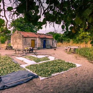 Excursion brousse village sérère ou peul Sine Saloum