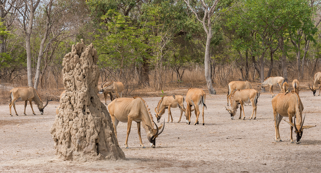 Fathala Reserve: a full-scale safari in Senegal