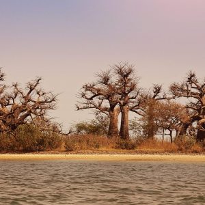 Baobabs delta du sine saloum, Sénégal