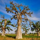 Baobabs paysage vert, Sénégal