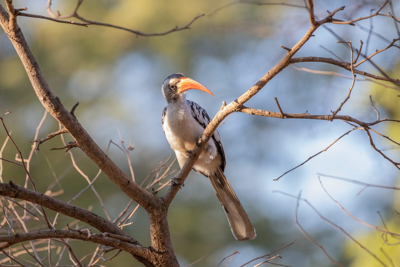 Réserve de Guembeul Calao du oiseau, Sénégal