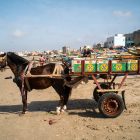 Charrette tirée par un cheval au bord de mer au Sénégal