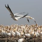 Djoudj pelicans vol ocean, Sénégal
