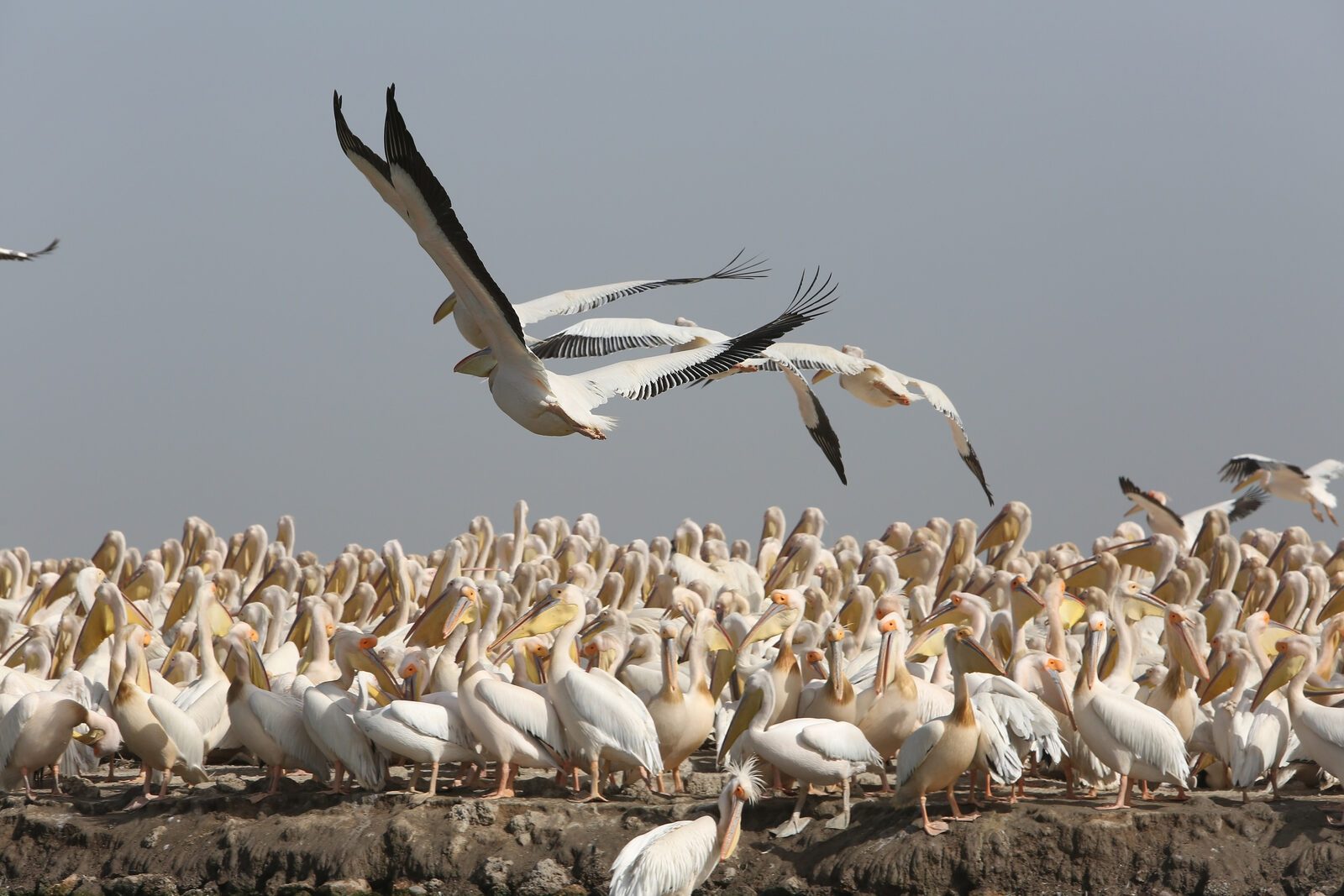 Circuit Saint-Louis, Djoudj & Lompoul Djoudj pelicans vol ocean, Sénégal
