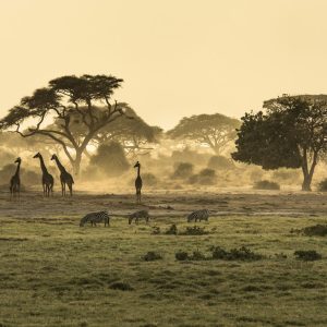 Safari et girafes dans la savane, Réserve de Bandia, Sénégal