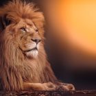 Lion dans la savane, excursion depuis la Petite Côte