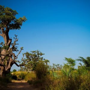 Forêt de baobabs lors de l excursion à Ngaparou, Sénégal