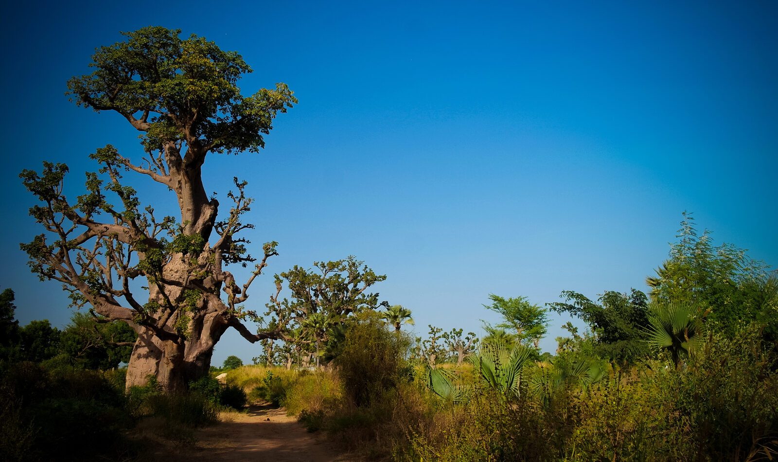 Forêt de baobabs — Ngaparou Forêt de baobabs lors de l excursion à Ngaparou, Sénégal