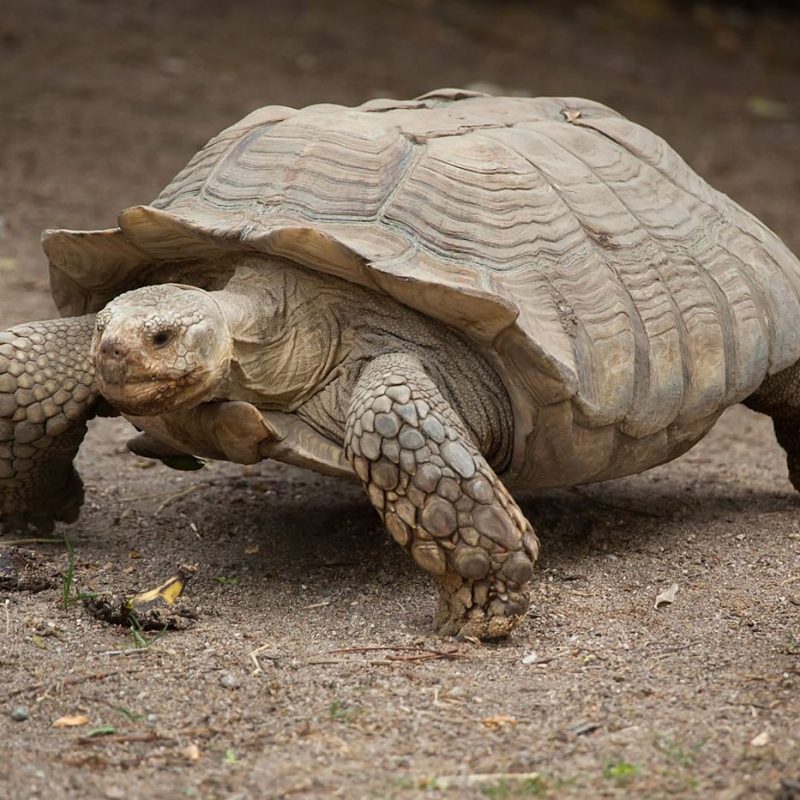 Réserve spéciale de faune de Guembeul