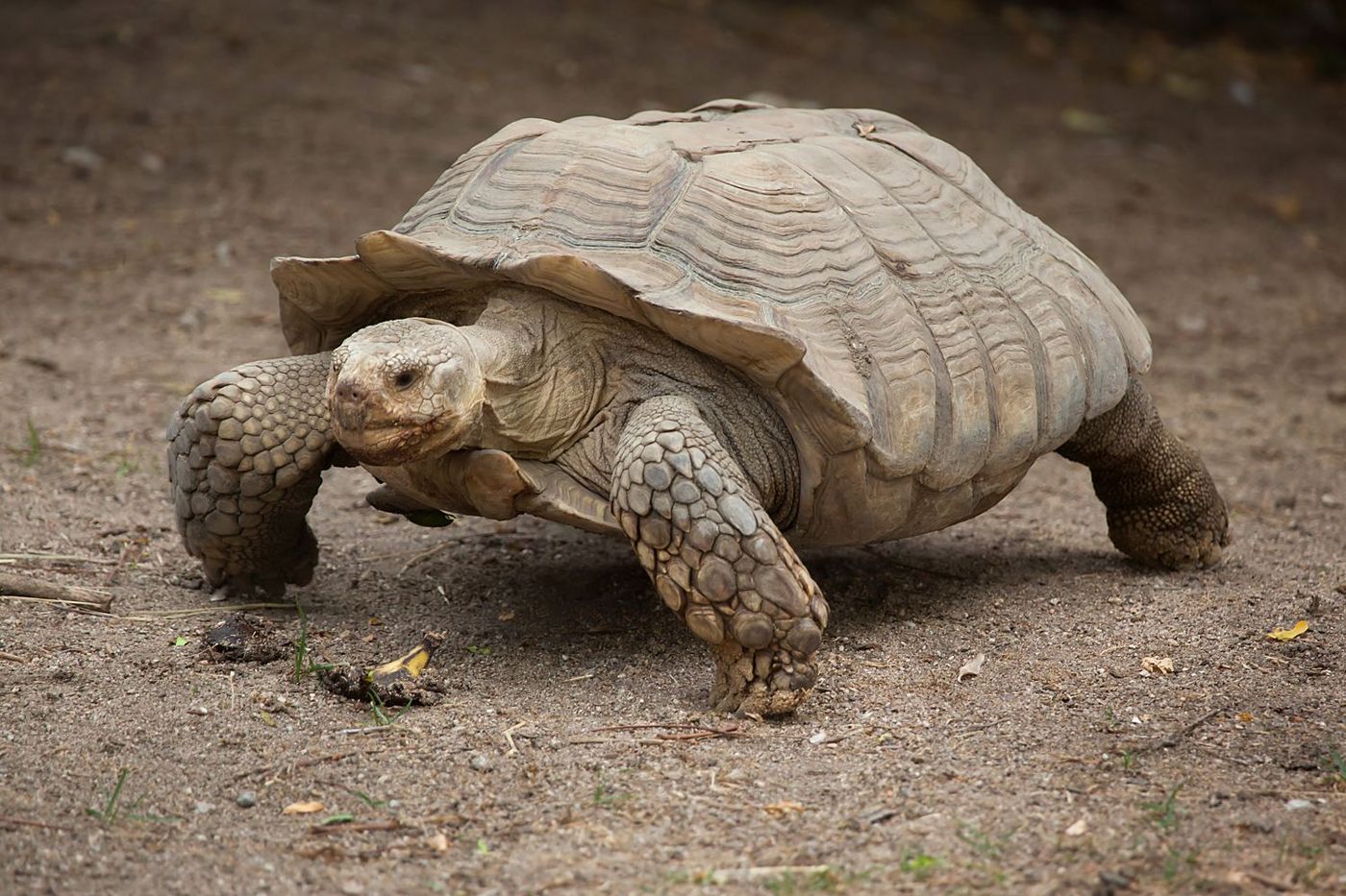 Réserve spéciale de faune de Guembeul