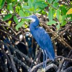 Heron delta sine saloum, Sénégal