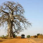 Baobab dans la brousse sahélienne, La Broussade