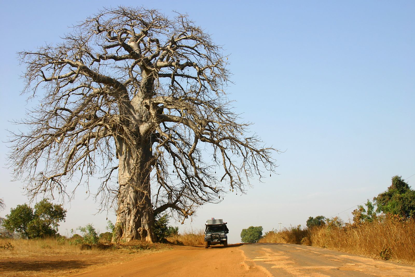 la-broussade-4x4-brousse-senegal-baobab-01 Baobab dans la brousse sahélienne, La Broussade