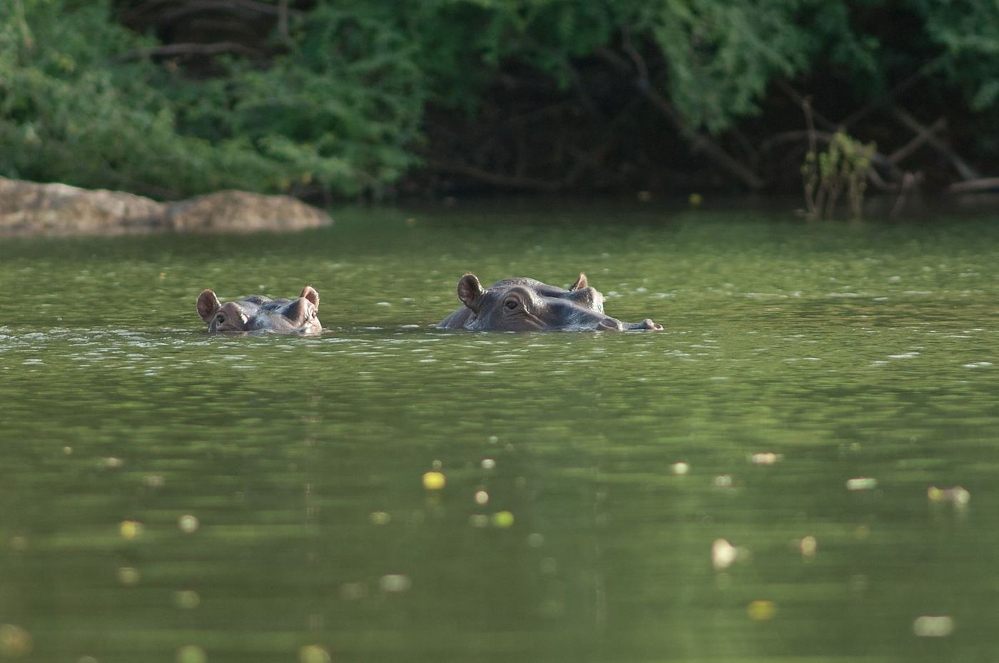 Niokolo-Koba National Park: Senegal’s great wild bush, which owes you nothing