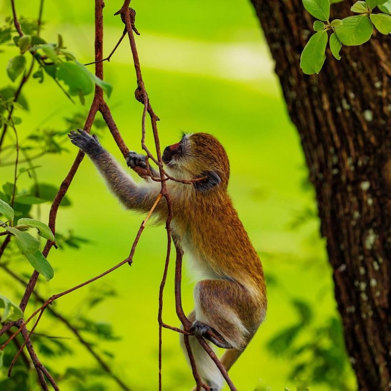 Le Parc forestier et zoologique de Hann : nature et animaux à Dakar
