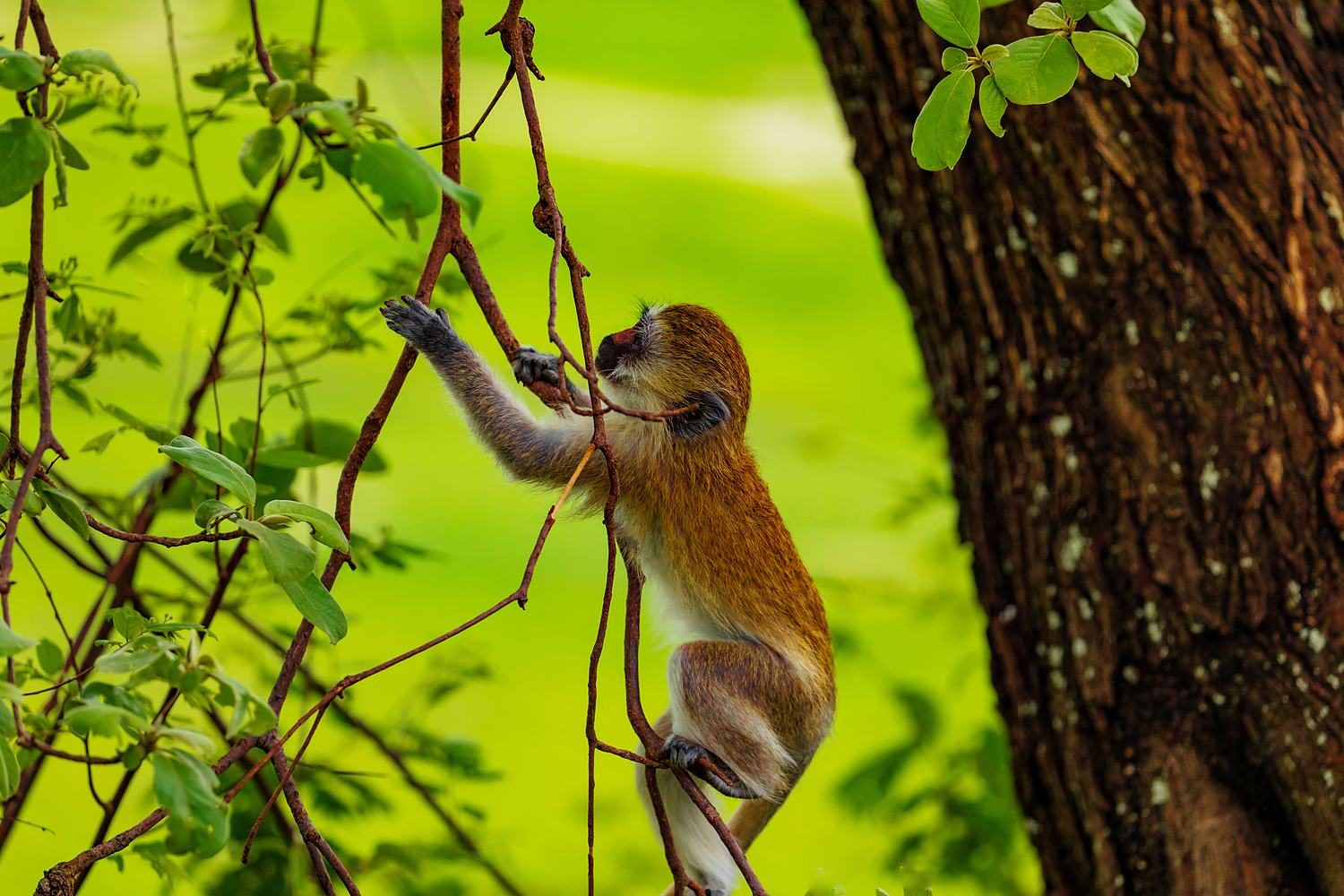 Le Parc forestier et zoologique de Hann : nature et animaux à Dakar
