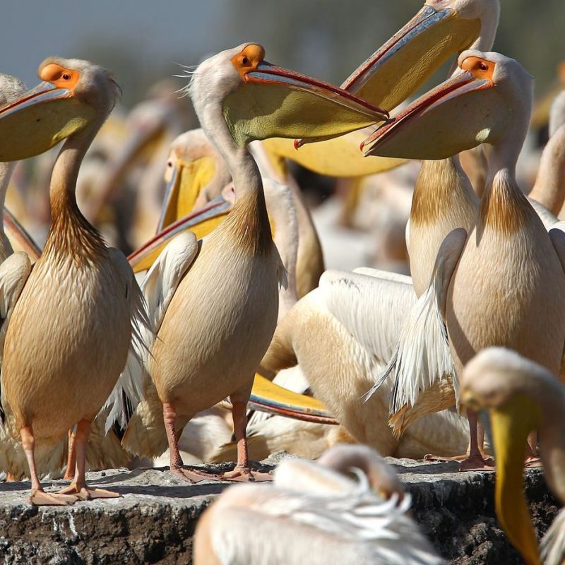 Parc National des Oiseaux du Djoudj