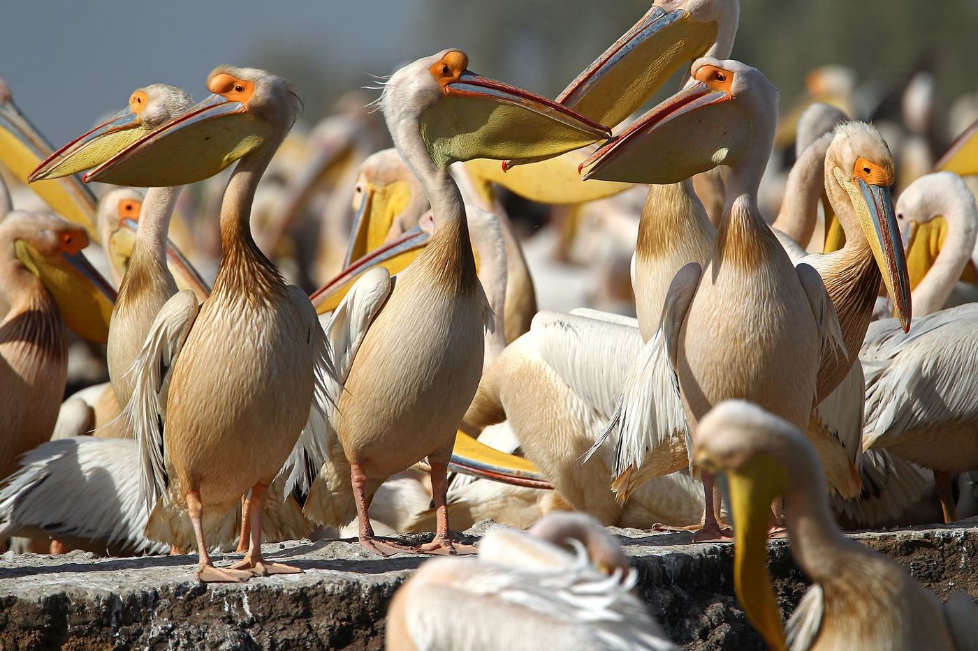 Parc National des Oiseaux du Djoudj