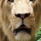 Lion mâle dans la savane, Ranch de Bandia