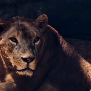 Rencontre avec un lion au Ranch de Bandia, Sénégal