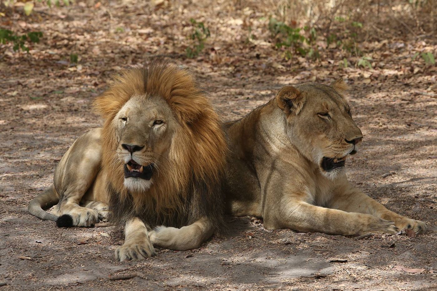 Fathala Reserve: a full-scale safari in Senegal