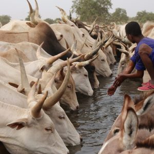 Troupeau de zebus nord, Sénégal