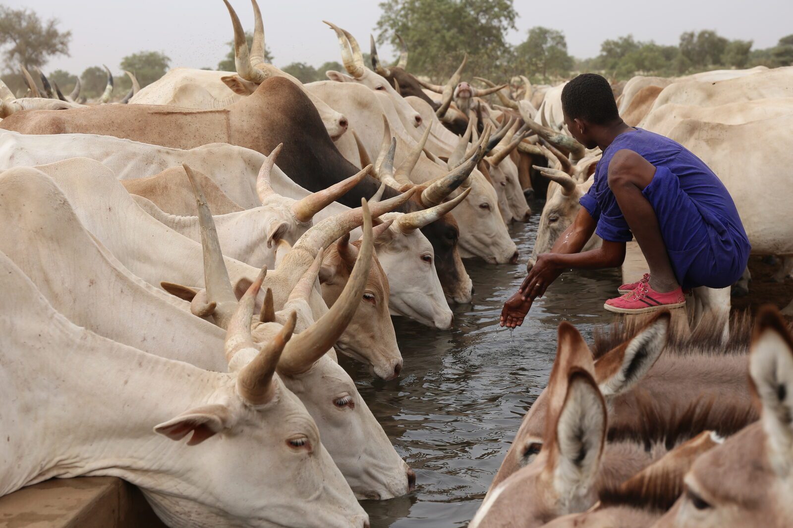 Réserve de Guembeul Troupeau de zebus nord, Sénégal