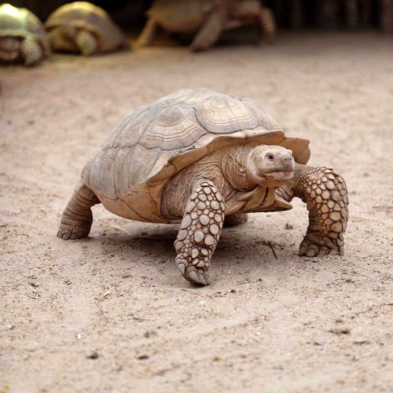 Village des Tortues