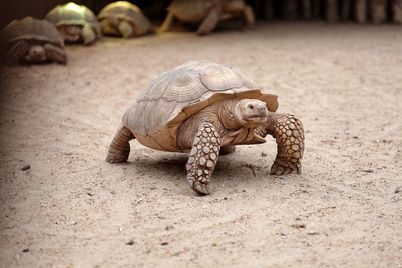 Village des Tortues