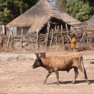Visite d'un village typique sénégalais