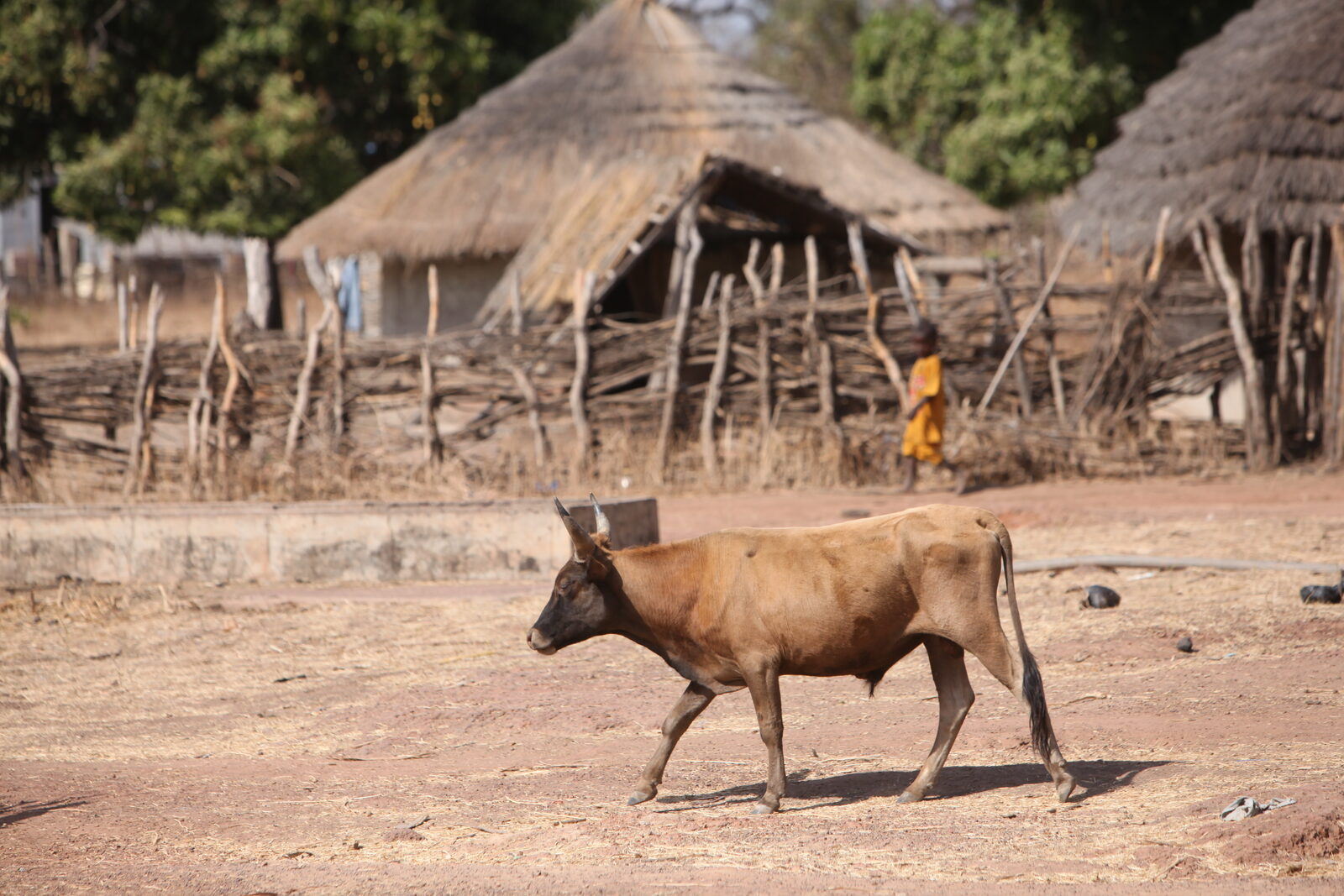 village-traditionnel-cases-vache-senegal